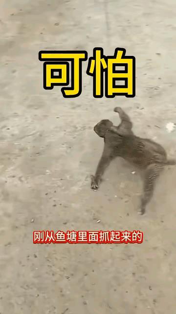 下图此动物，很多人不认识，其实它就是叫“水猴子”，是中国民间传说中生活在水中的一
