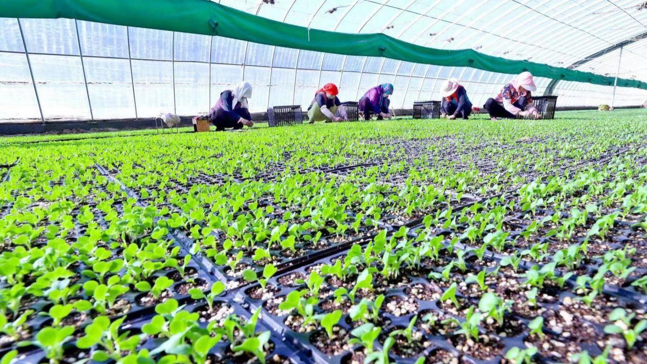 2026年春季蔬菜育苗泡种时间表来了！精确到天数，种出壮苗全靠它