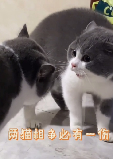 为啥我家猫天天打架？