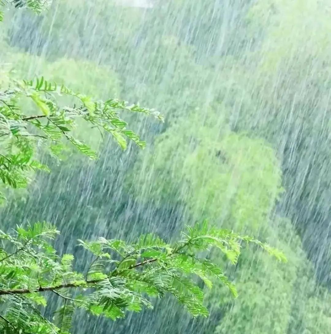 久旱逢甘霖是人生四大喜事之一，今晨的一场喜雨让干旱的河北中南部吸足了水分。这场及