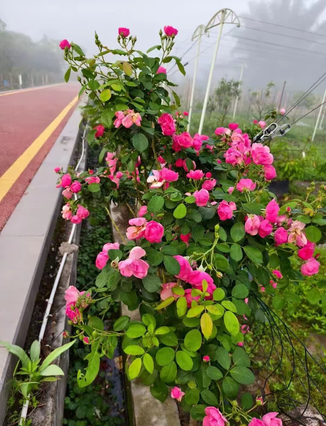 网传95号汽油比92号汽油更耐烧，然后有专家出来说无科学依据。然后中国交通广播台