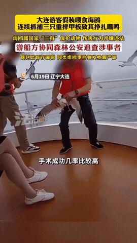 “太坏了！”辽宁大连，一男子在游船上假装喂海鸥，趁海鸥飞临时，男子瞅准时机连抓三