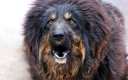 盘点世界上被“禁养”的六大猛犬，人类甚至都不是对手，看看都是谁？