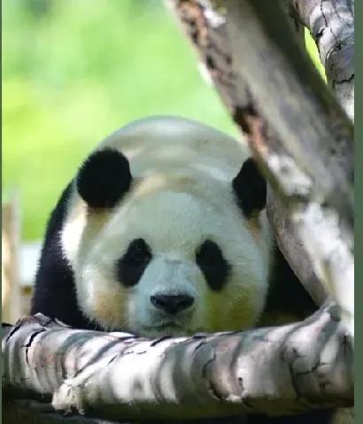 这组福宝的美照
也太治愈了吧
不愧是众多ee们的心上熊
周周正正的
乖巧可人
虽