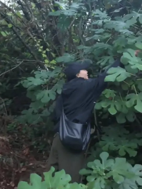 62岁张曼玉晒“退休”生活vlog，淋雨摘无花果好惬意