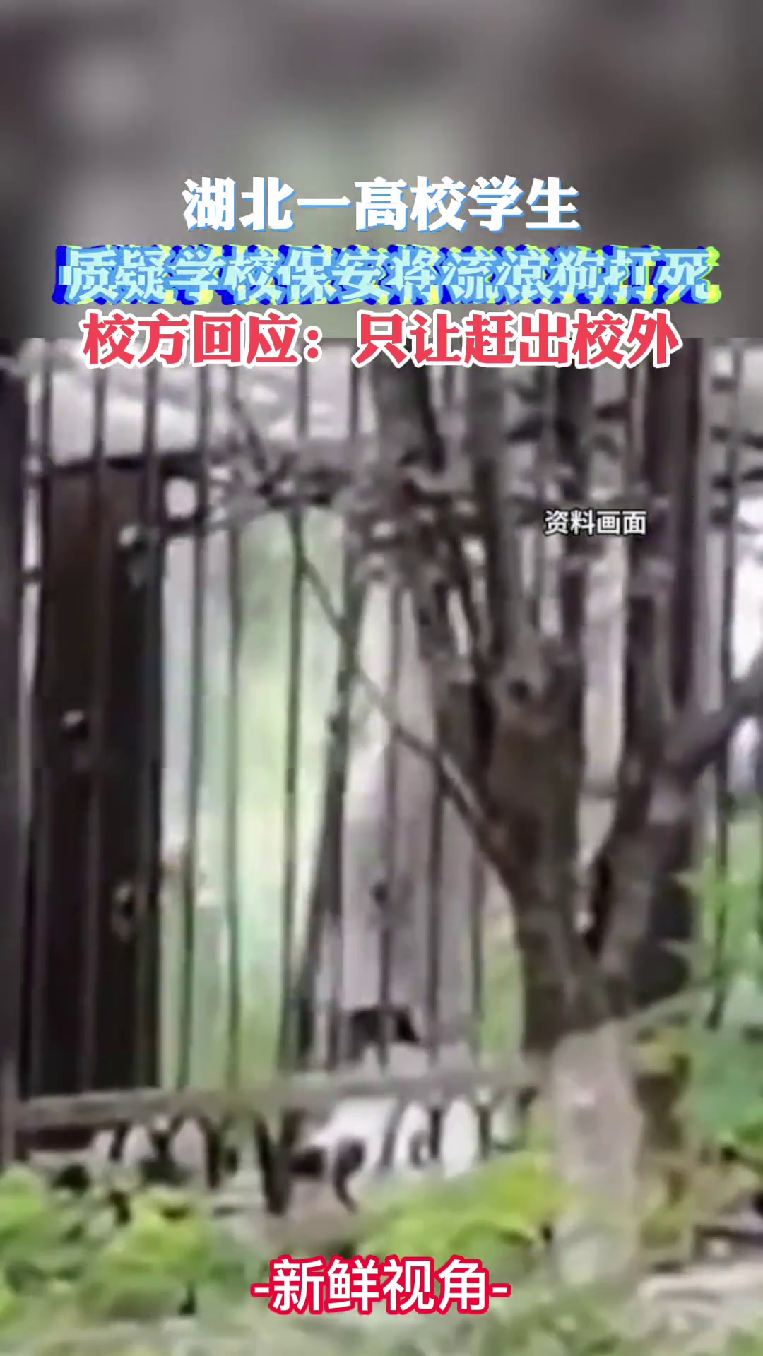 湖北一高校学生质疑学校保安将流浪狗打死 校方：只是赶出校外
