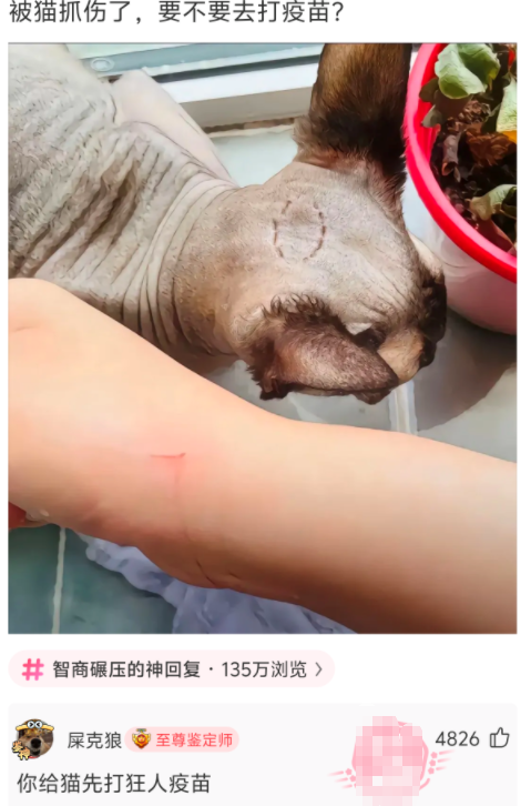 被猫抓伤了，要不要去打疫苗