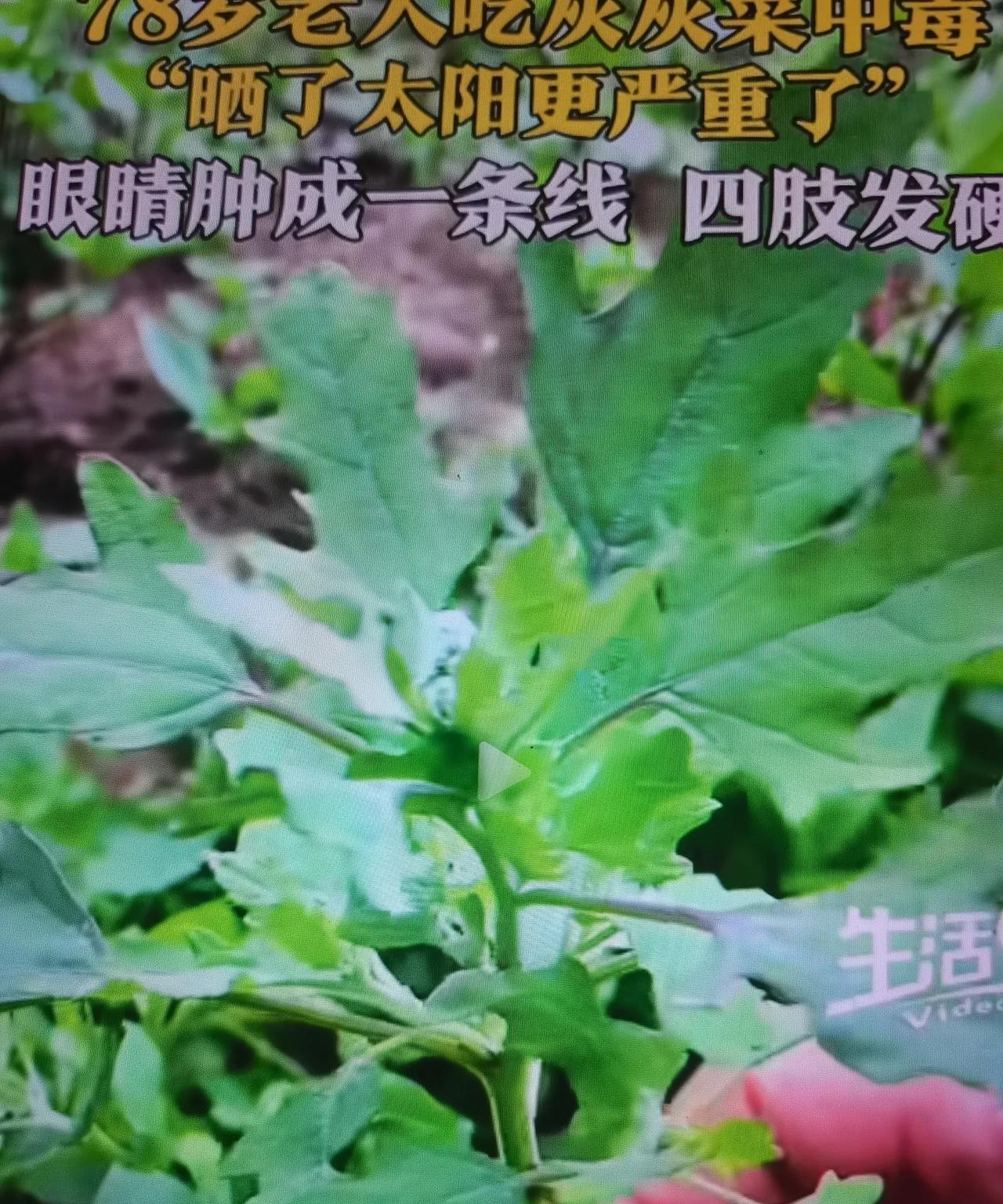 这种野菜霸道啊！78岁老人吃后眼睛肿成一条缝儿，看不见了，四肢肿胀发硬还头晕，紧