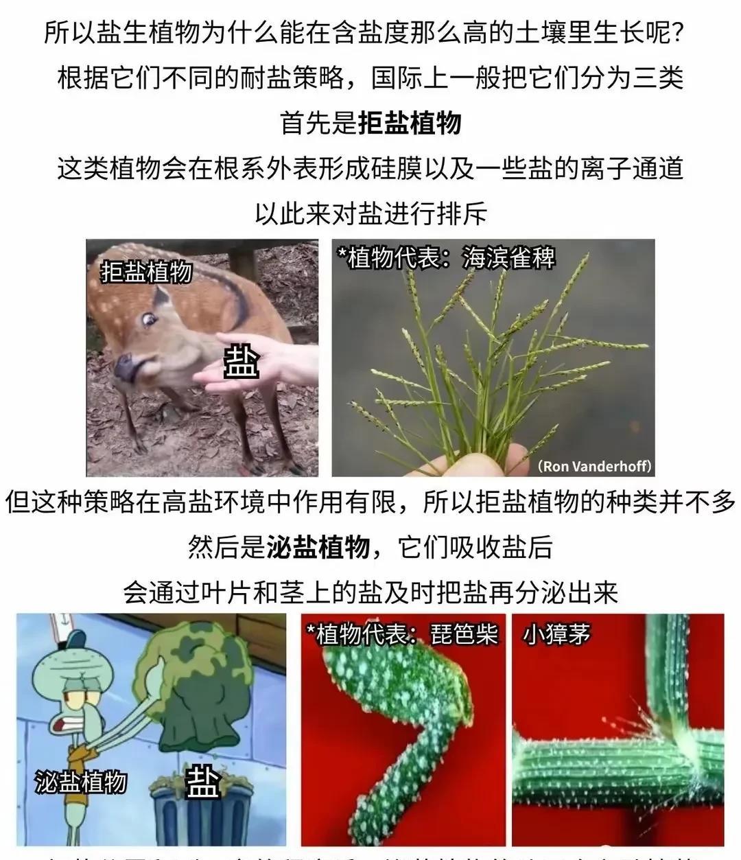 科学家发现盐碱地改造新思路：
利用盐生植物改造盐碱地，效果显著！
科学家发现，盐