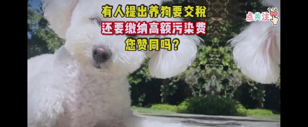 支持的都举手！
刷到一个视频，建议养狗要交税，另加污染费。
养狗税10000块，