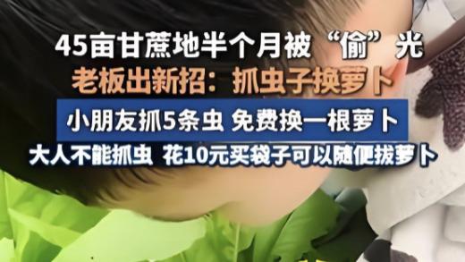 笑不活了！“偷甘蔗哥”新活“保卫萝卜”爆火，14.5亩地爆满