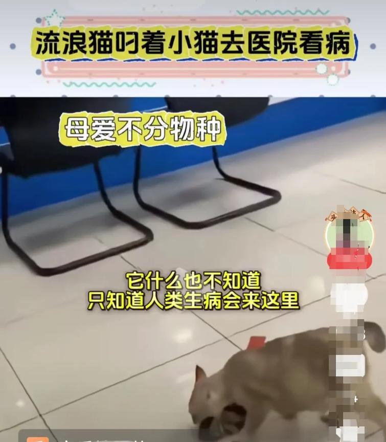 今天看到一个视频，一只流浪猫妈妈把她生病的宝宝叼到人类的医院，希望得到人类的救助