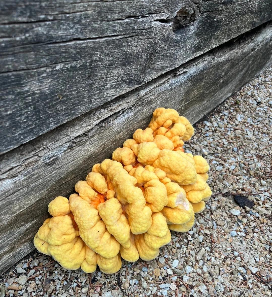 这是硫磺菌吗？