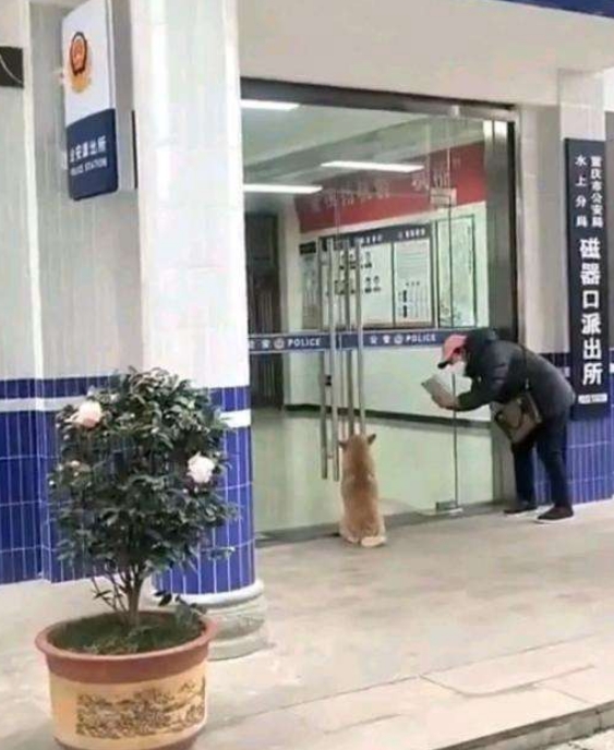 究竟发生了什么事情?能让小狗一大早就来报案
