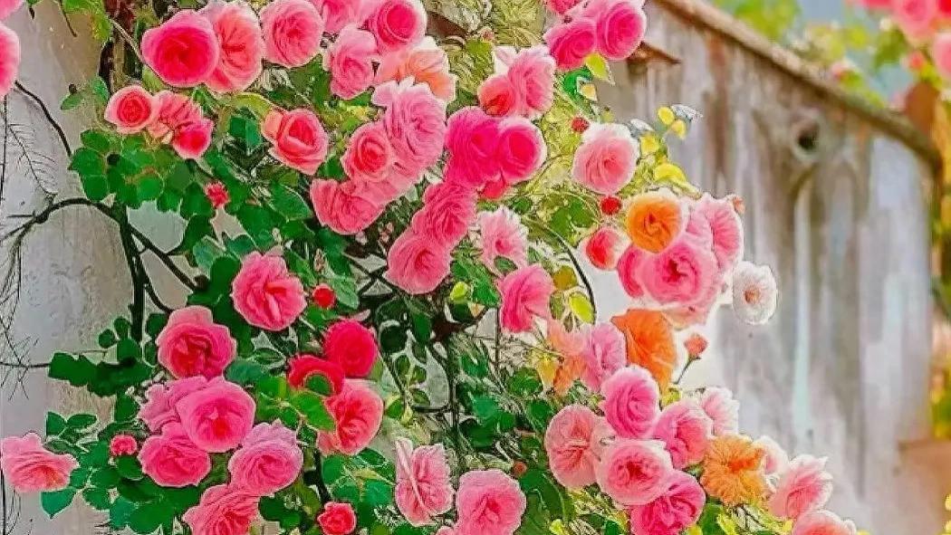 自弃者自废，自医者自愈，自强者自渡