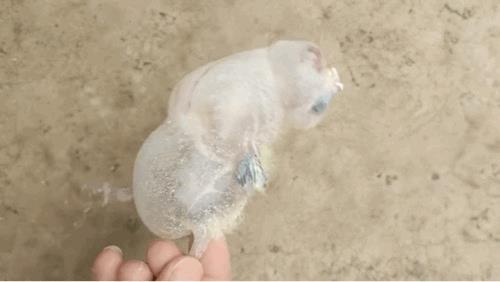 气囊炎皮下气肿，喂养不当导致的，发现的早兴许能救回来。就拿现在这个状态来说听个响