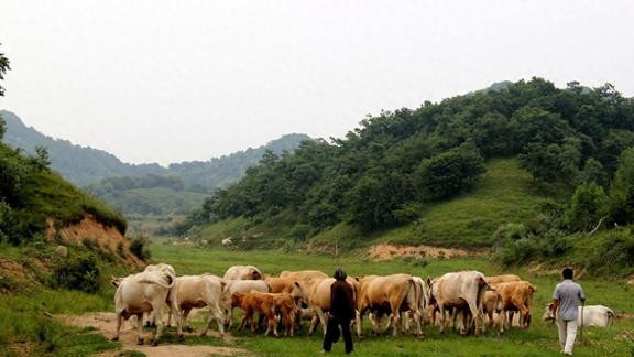 那年春天，我家每天吃荠菜，大伯拉来三袋玉米，父亲瞬间哽咽了
