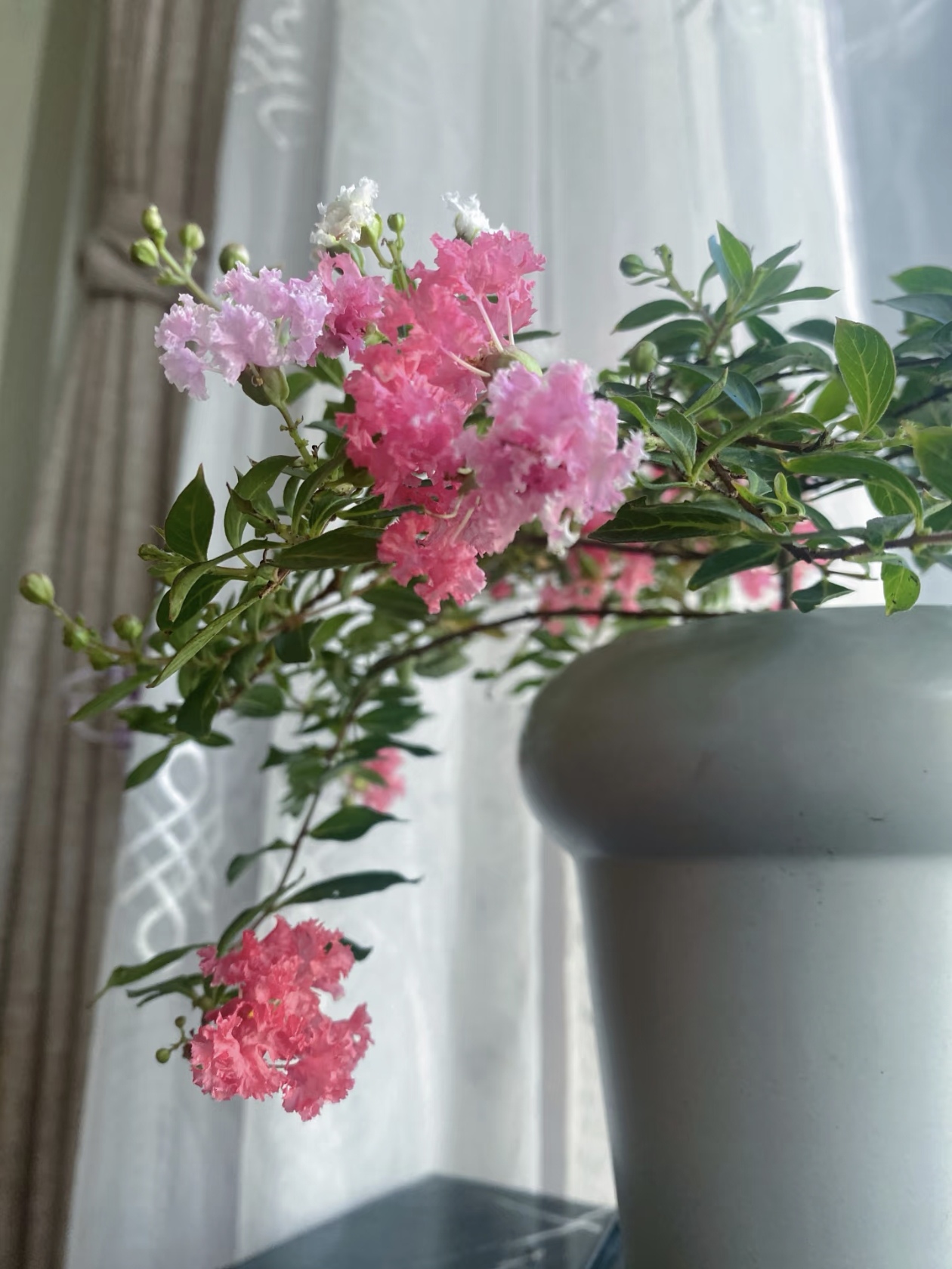 说到紫薇，你还知道她哪些名字？