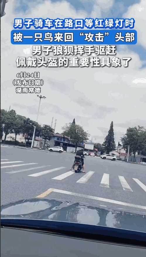 “这下后悔了吧！”6月24日，湖南常德，一男子骑着电动车在路口等红绿灯，谁知一只