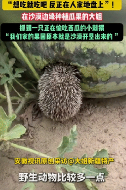格局打开了！”新疆一女子在沙漠边缘种植瓜果，去地里检查瓜果时，抓到一只在偷吃西瓜