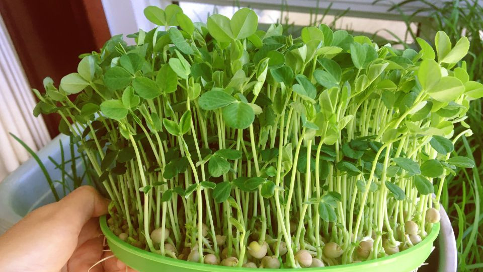 豌豆苗啥时候播种最好？选对时间，一茬茬摘不完