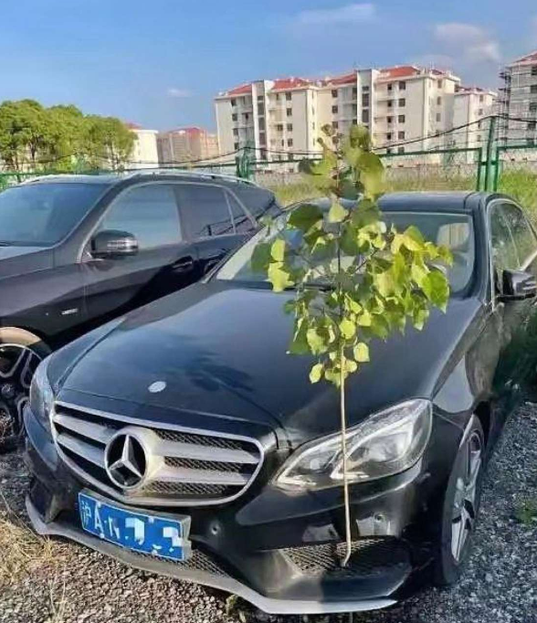 谁家的车放在那一直不开都长树了！