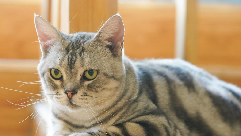 猫罐头哪个品牌好吃又健康？五星好评的猫罐头品牌推荐！