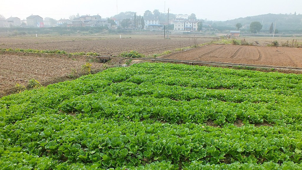 土地流转期限超过承包年限会怎样？一文说清！