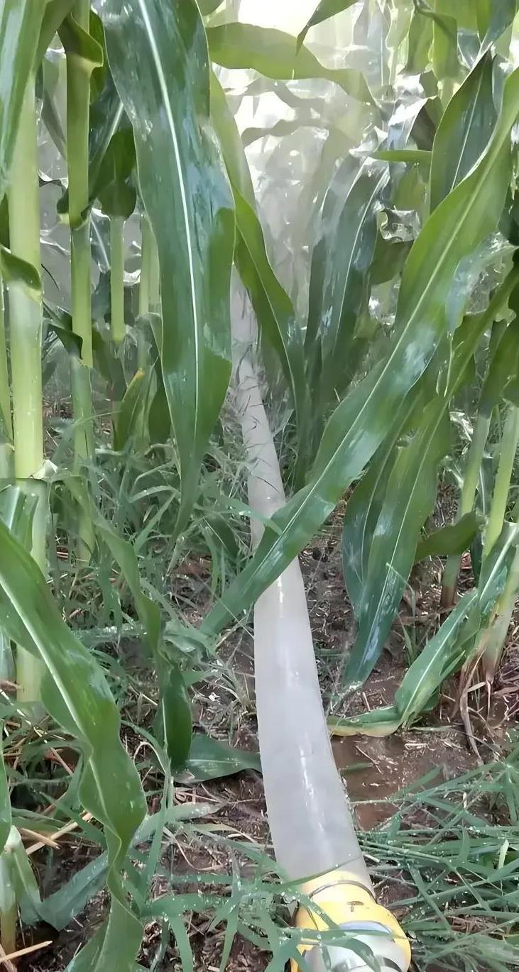 预报的是明天有中雨、大雨，下不下就看明天了！下了证明预报的准确，不下了证明预报的