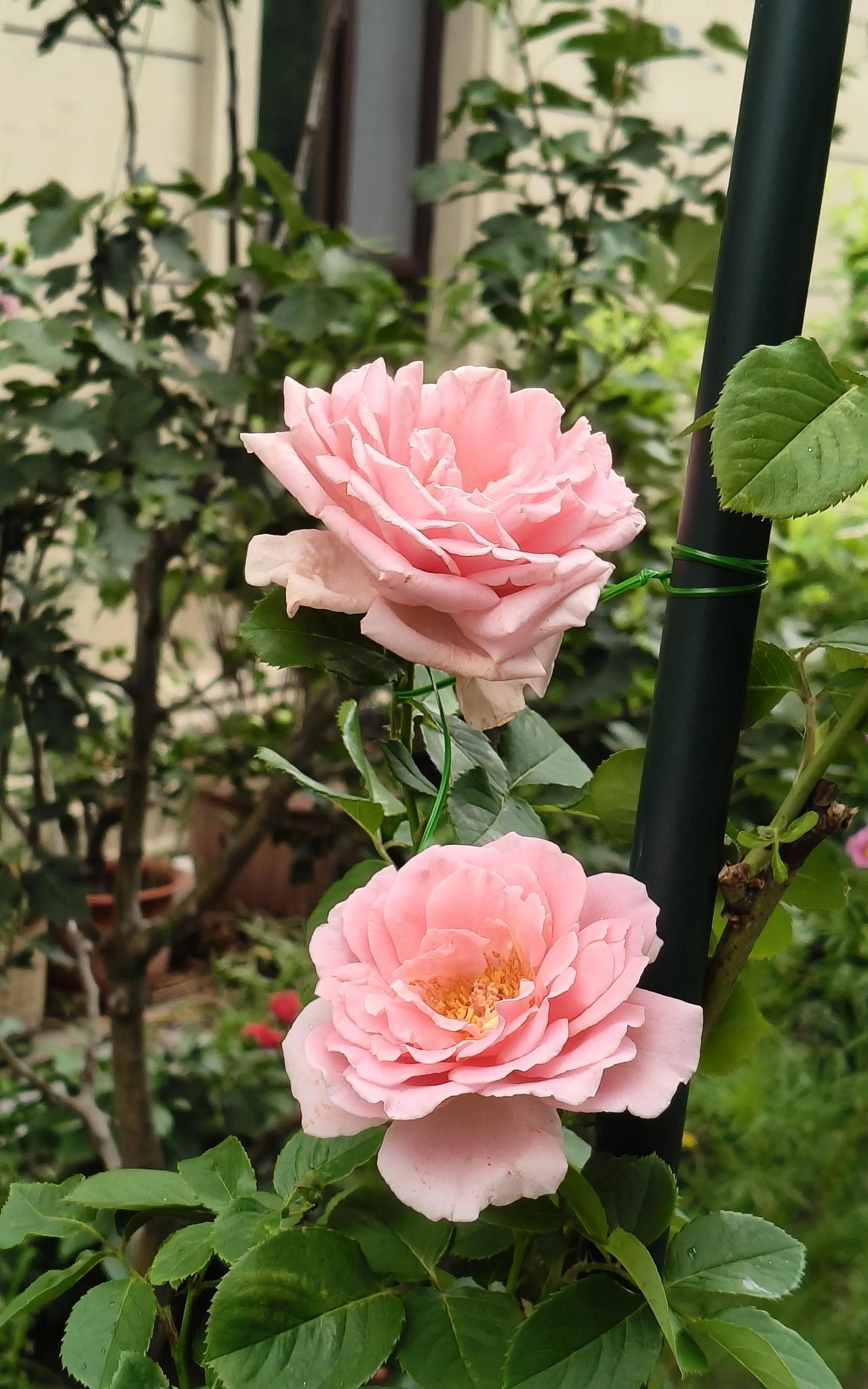 早晨小区溜达一圈，随手拍了几张“花”照，心情超好，虽然有的不认识，但还是被姣好的