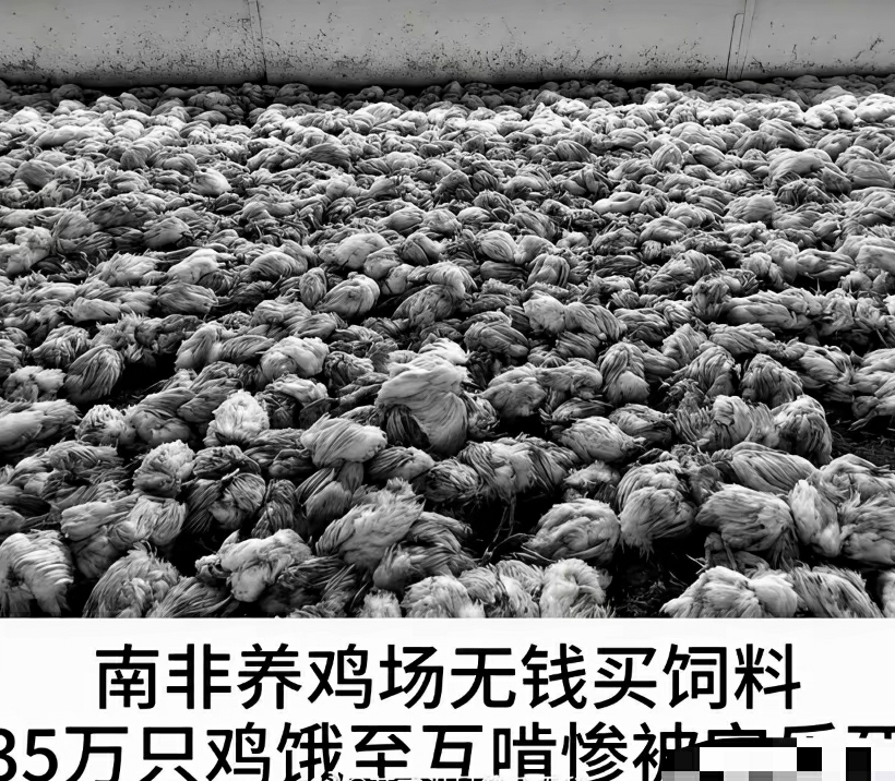 非洲有饥荒是有原因的