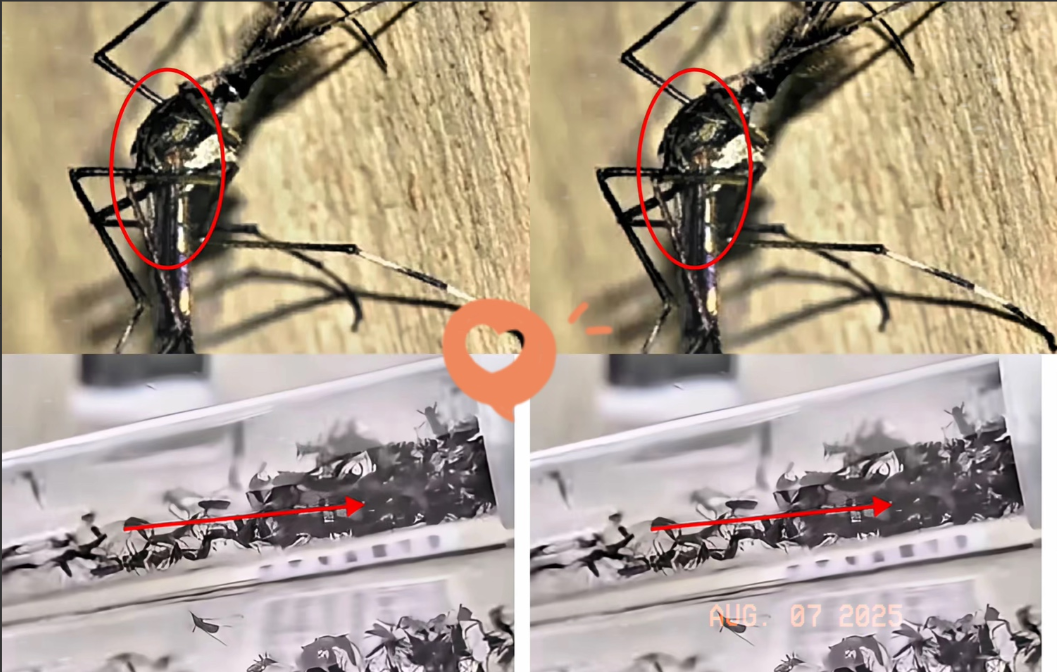 不查不知道，一查才知道
​广东佛山的“毒蚊子”咬人事件迎来了新进展。应急响应级别