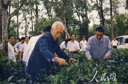 王震在海南岛农场茶园采茶，从1957年到1988年间，王震曾7次来到海南，其中有
