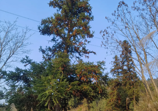 猫头鹰的叫声真的很准！

前几天猫头鹰在湾里的树林里连续几天叫得特凶，因为猫头鹰
