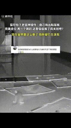 古人云，老鼠精，老鼠精
重庆男子发现家中有老鼠，便在老鼠必经之路上铺了两排粘鼠板