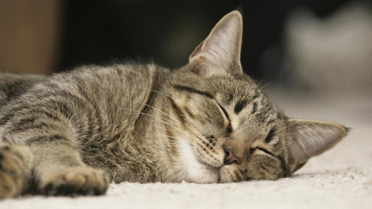 行业揭秘：什么牌子的猫粮好？专业人士都在用的猫粮品牌