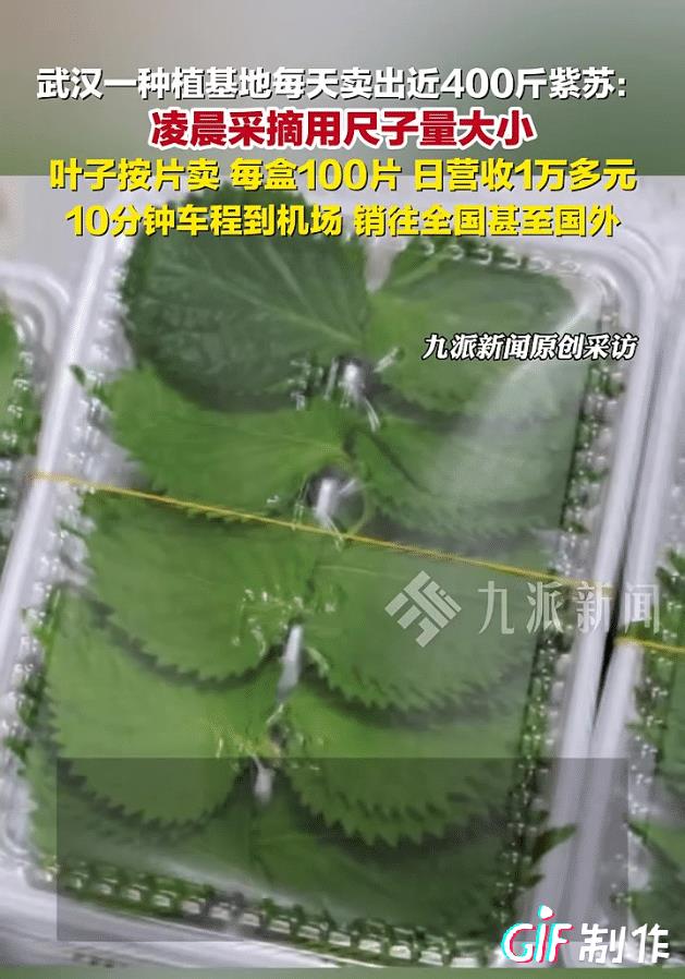 你觉得是“杂草”的紫苏，有人按片往外卖，种了一块紫苏，这东西长的又快每天都能采摘