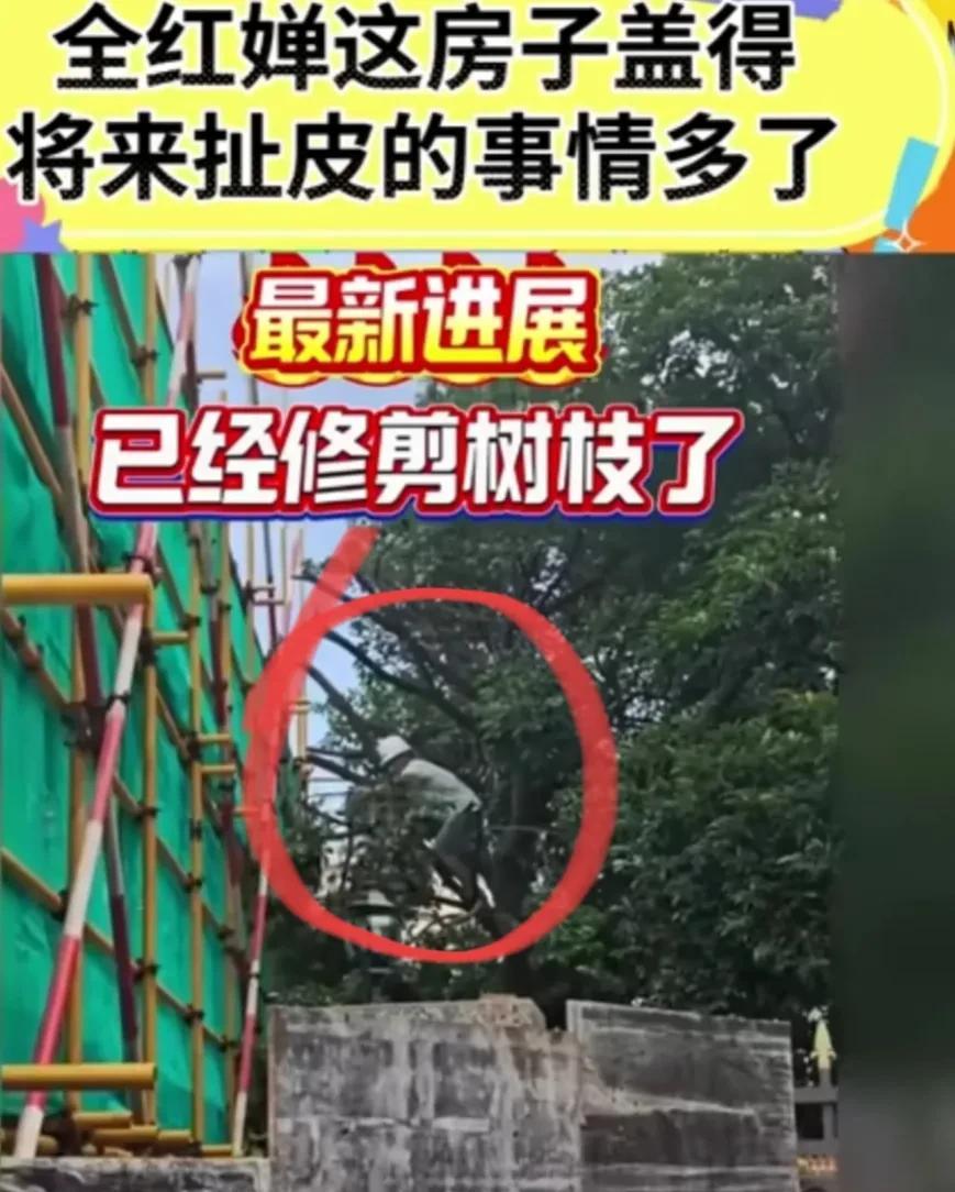 全红婵家的新房顺利施工没有阻力了！
目前的解决方法就是不伐树了，只是把伸出全家施
