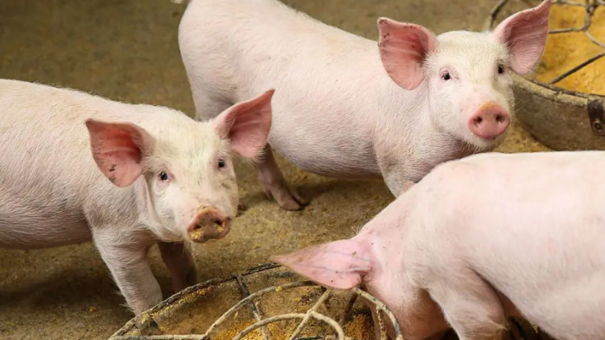 养猪省成本关键！玉米选得好，养猪亏得少