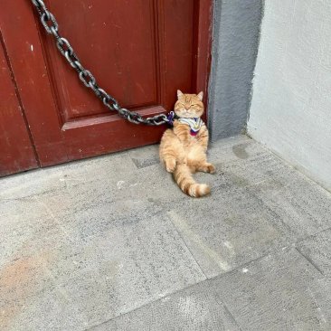 猛兽镇宅，生人快快回避！