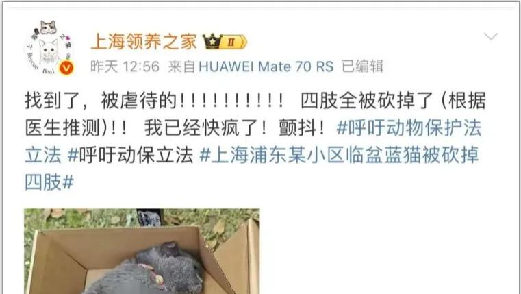 心碎！怀孕蓝猫疑遭虐待，被发现在浦东一草坪：四肢被砍、不幸离世 ——一尸五命的惨剧，拷问人性与法律的底线