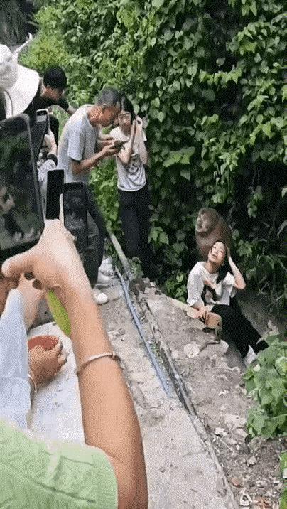 可怕！猴子虽有灵性，但也有袭击人类的时候。
在一个有猴子的旅游景区内，凡有猴子的