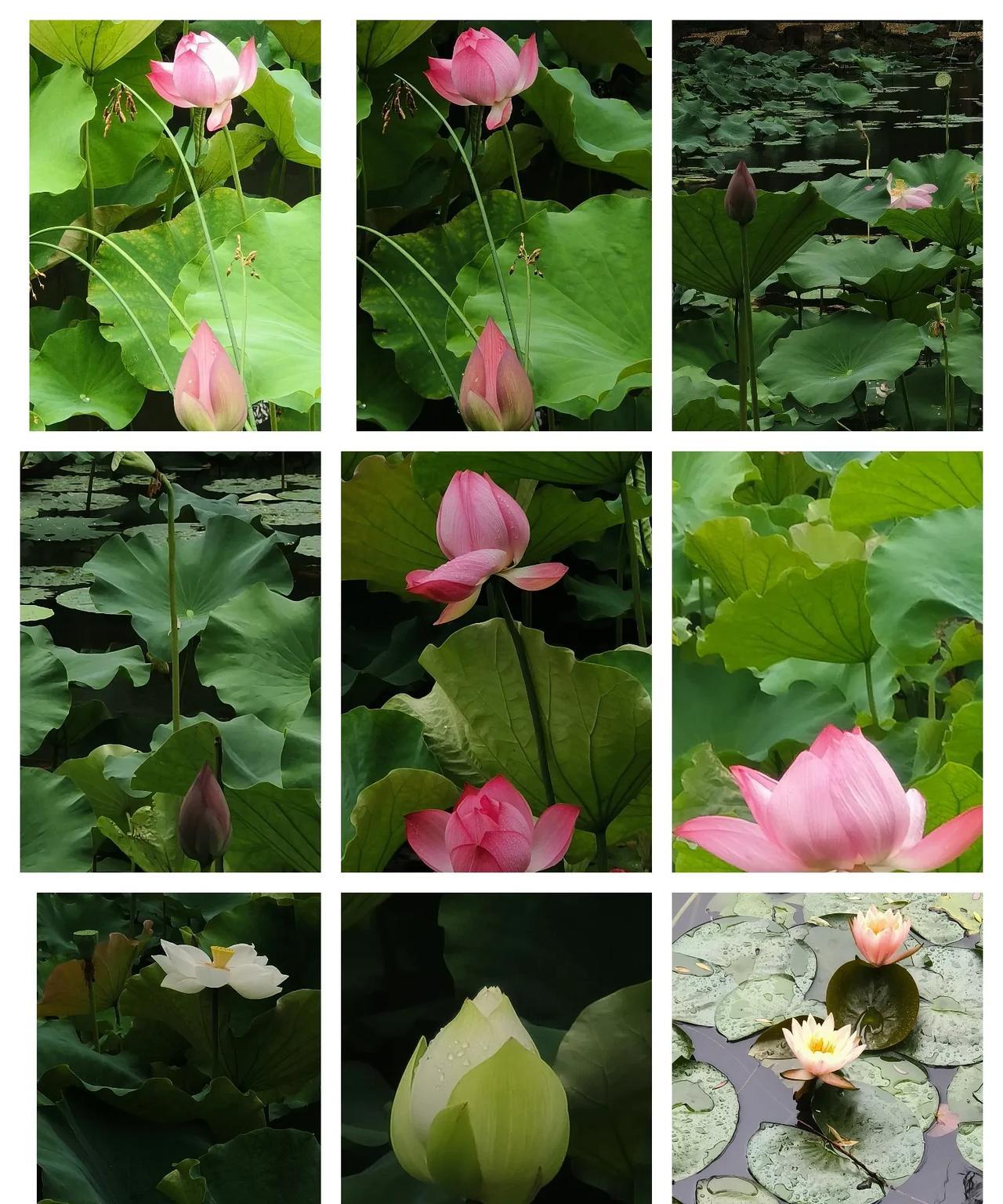 #分享一张最近随手拍的照片#
我拍的荷花和睡莲
真如是：看取莲花净，应知不染心。