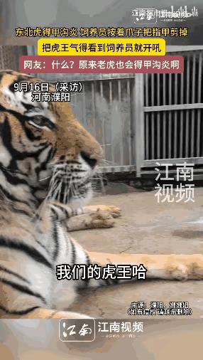 9月16日，河南濮阳，一只东北虎王因为患上了“甲沟炎”，女饲养员和几个同事一起给