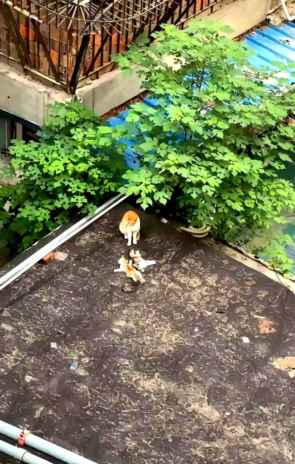 泪目了 一只流浪猫妈妈出去找食物，回来的时候看到自己的孩子竟然不见了，一翻寻找发