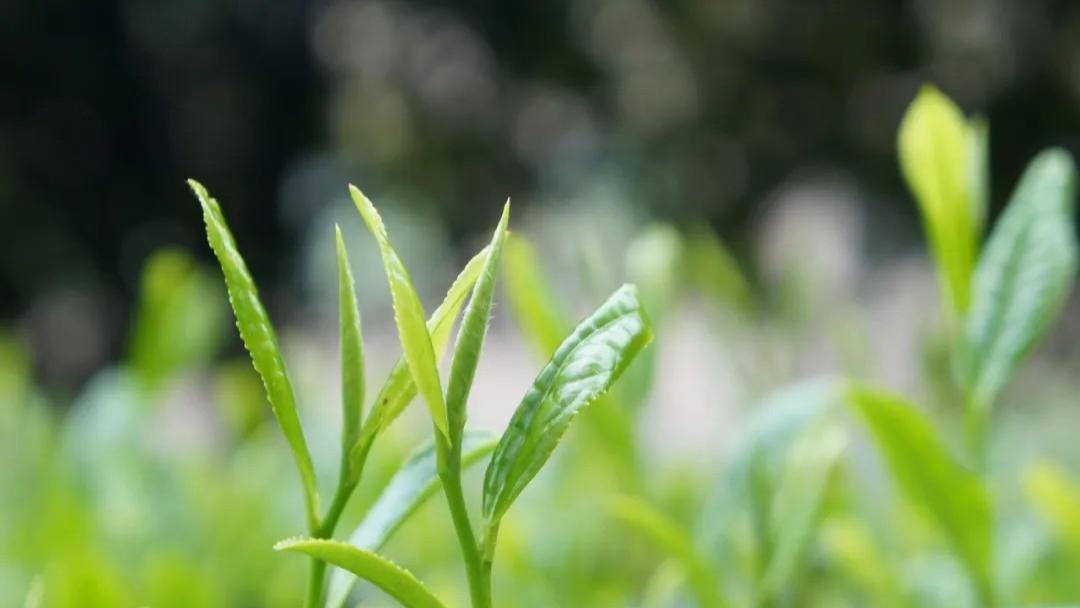 新茶和陈茶的甄别