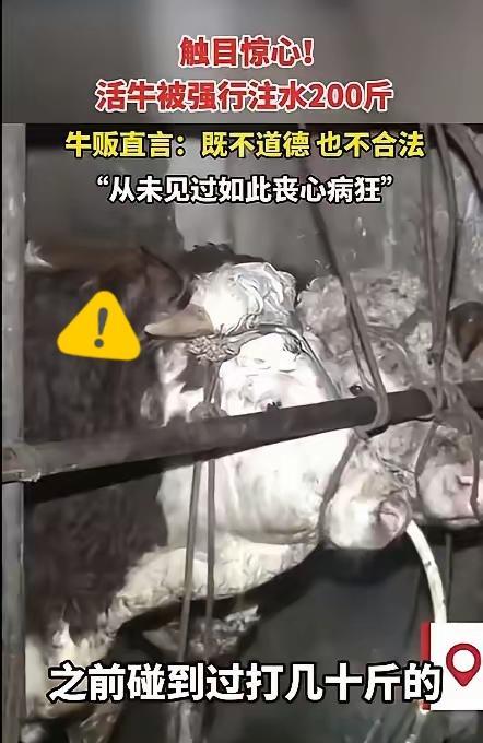 真不敢信！
广西钦州有个牛贩买牛，
结果买回来的牛跟个“大水袋”似的，
一个劲儿