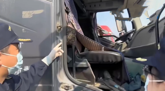 甜蜜入侵？海关惊曝昆明货车上的副驾驶“室友”！
