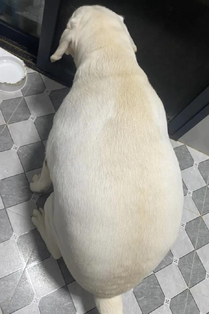 这是我家养的猪，有没有同款