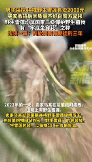 白嫖成功了？”新疆乌鲁木齐，一男子采挖44株野生雪莲，带回家后晾晒成干，以每株1
